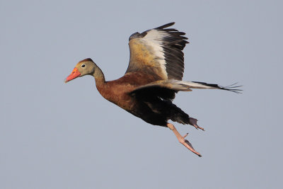 Black-bellied Whistling-Duck