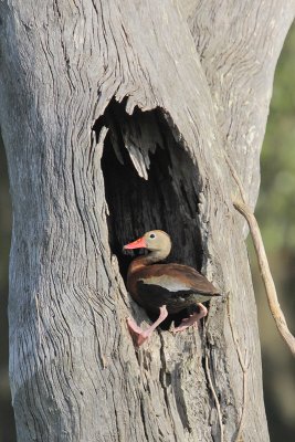 Black-bellied Whistling-Duck at Nest Cavity