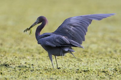 Little Blue Heron