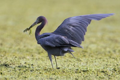 Little Blue Heron