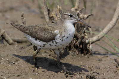 Spotted Sandpiper