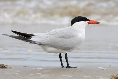 Caspian Tern