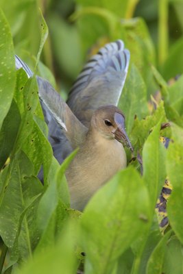 Purple Gallinule