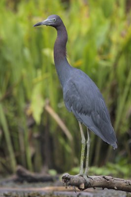 Little Blue Heron