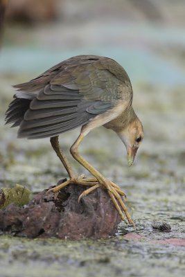 Purple Gallinule