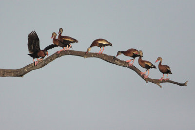 Black-bellied Whistling-Duck