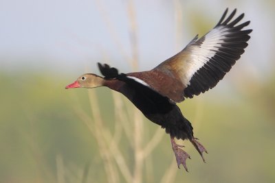 Black-bellied Whistling-Duck