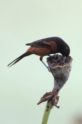 Orchard Oriole Gaping