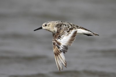 Sanderling