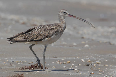 Long-billed Curlew