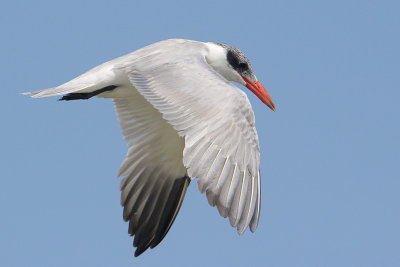 Caspian Tern