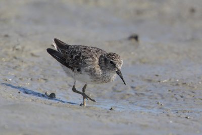 Least Sandpiper