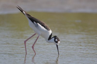 Black-necked Stilt