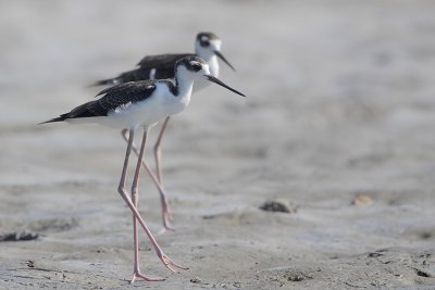 Black-necked Stilt