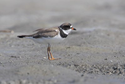 Semipalmated Plover