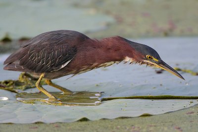 Green Heron