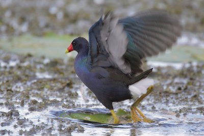 Purple Gallinule