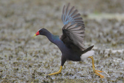 Purple Gallinule