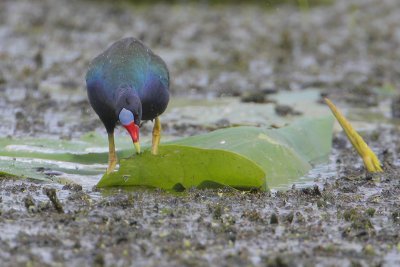 Purple Gallinule