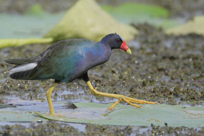 Purple Gallinule