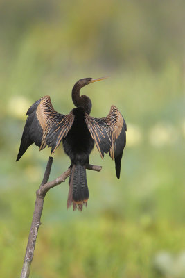 Anhinga