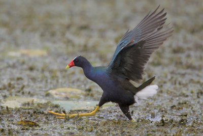 Purple Gallinule