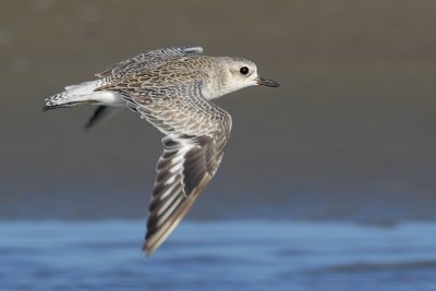 Black-bellied Plover