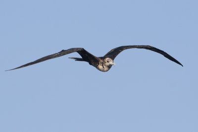 Magnificent Frigatebird