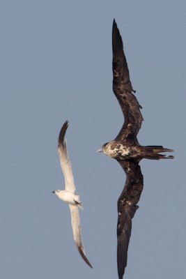 Magnificent Frigatebird and Laughing Gull