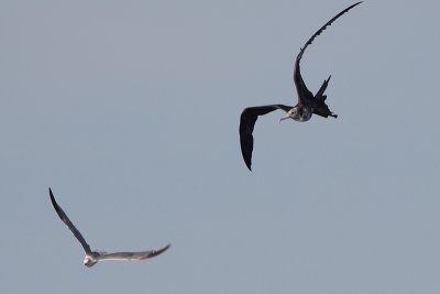 Magnificent Frigatebird and Laughing Gull