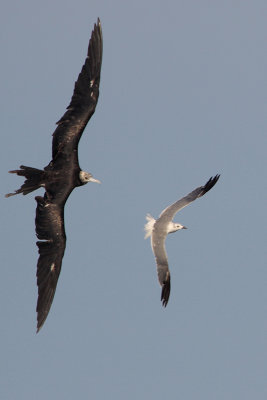 Magnificent Frigatebird and Laughing Gull