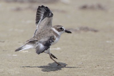 Wilson's Plover