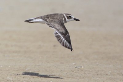 Wilson's Plover