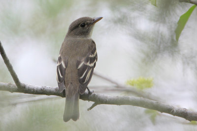 Willow/Alder Flycatcher