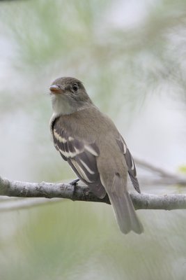 Willow/Alder Flycatcher