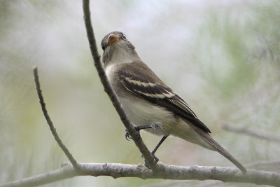 Willow/Alder Flycatcher