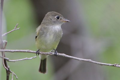 Least Flycatcher