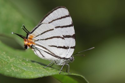 Fine-lined Stripestreak