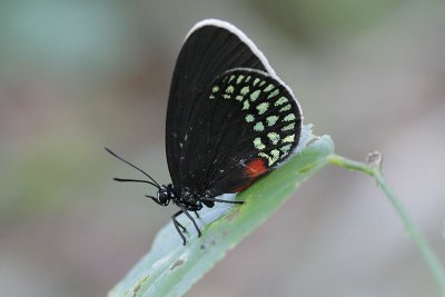 Mexican Cycadian