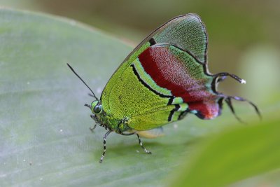 Regal Hairstreak