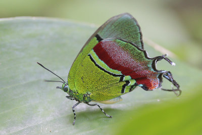 Regal Hairstreak