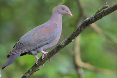 Red-billed Pigeon