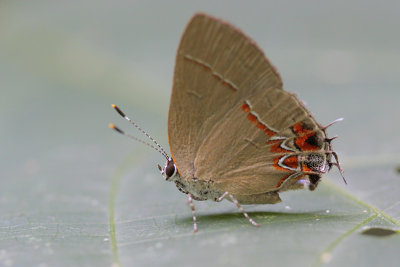 Dusky-blue Groundstreak