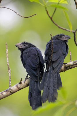 Groove-billed Ani