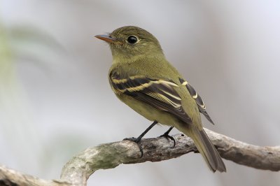 Yellow-bellied Flycatcher