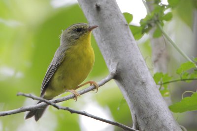 Golden-crowned Warbler