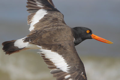 American Oystercatcher