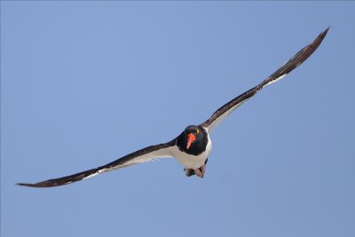 American Oystercatcher