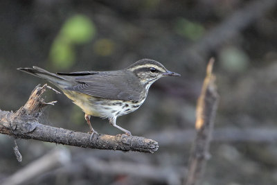 Northern Waterthrush