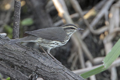 Northern Waterthrush